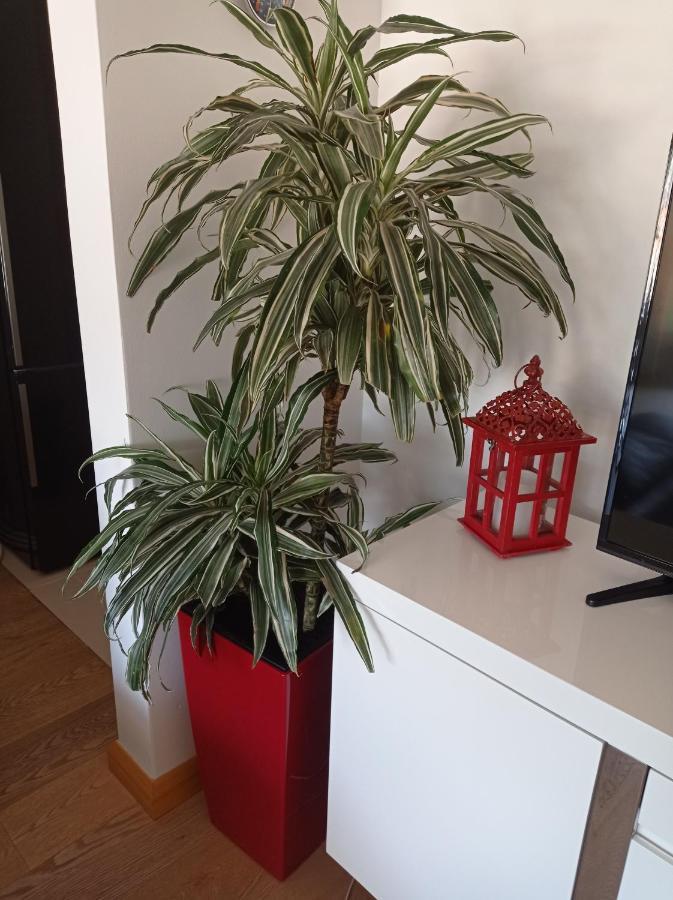 Red Lux Apartment Budva Luaran gambar
